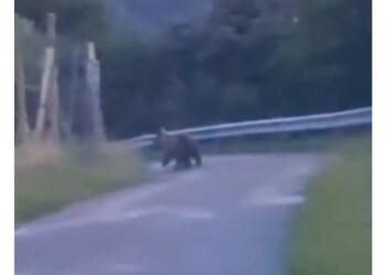 L'incontro questa mattina su una strada sopra Ciardes