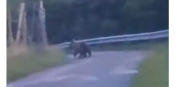 L'incontro questa mattina su una strada sopra Ciardes
