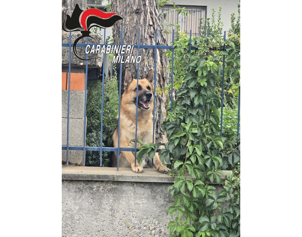 Va in vacanza e lascia il cane in cortile, denunciato