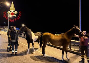 Cavalli sulla Statale Regina a Cremia