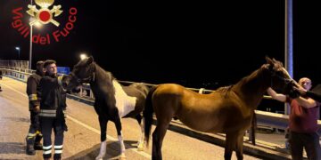 Cavalli sulla Statale Regina a Cremia