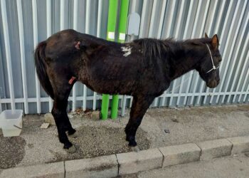 Caduto mentre con un complice lo trascinava legato a un'auto