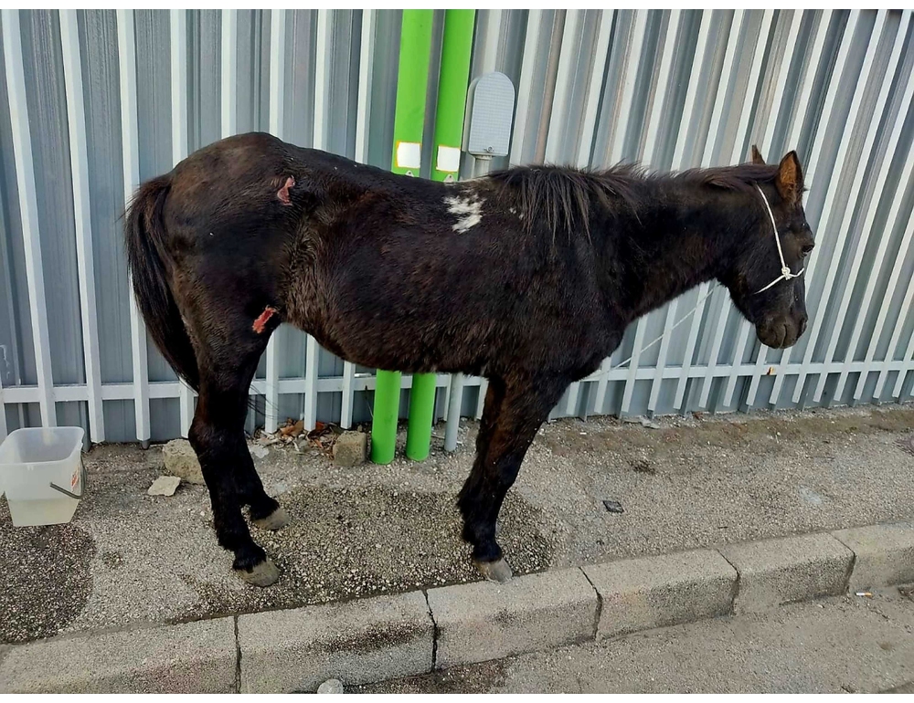 Abbandona cavallo ferito, denunciato ex consigliere comunale