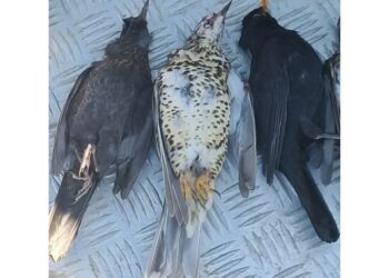 'Iniziativa gravissima lesiva democrazia. Dissuada governo'