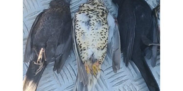 'Iniziativa gravissima lesiva democrazia. Dissuada governo'