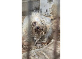 Alcuni dei 31 animali portati in clinica in pessime condizioni