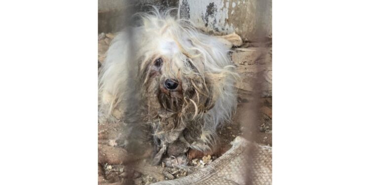 Alcuni dei 31 animali portati in clinica in pessime condizioni