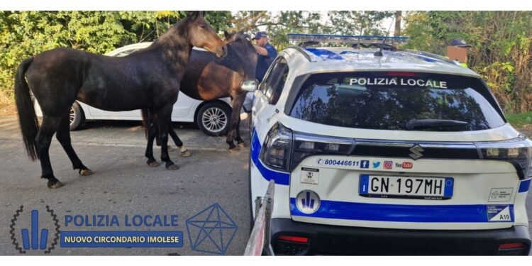 Agenti bloccano e tranquillizzato gli animali alla 'Tre Monti'