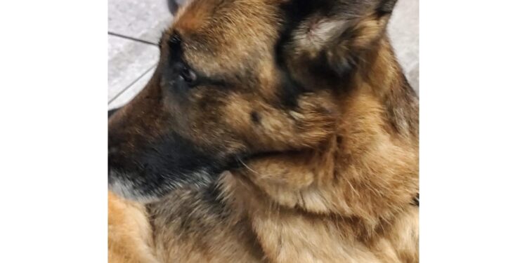 Denunciato con proprietario pastore tedesco nel napoletano