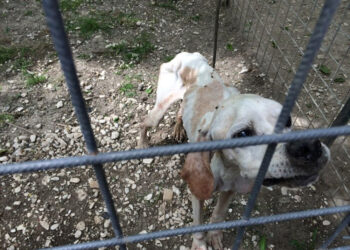 764 sequestri. Il 4/5 ottobre la giornata degli animali