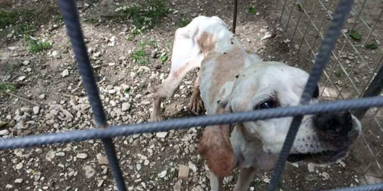 764 sequestri. Il 4/5 ottobre la giornata degli animali