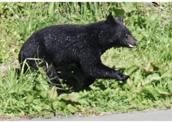 Aumentano gli attacchi