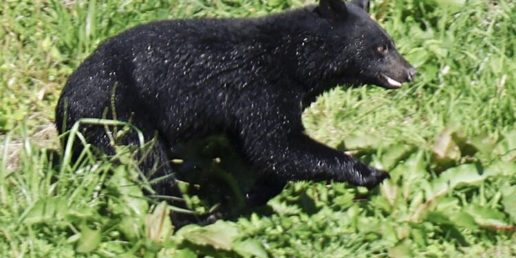 Aumentano gli attacchi