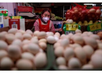 Primo caso stagionale a Hokkaido; 459mila galline abbattute