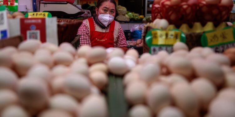 Primo caso stagionale a Hokkaido; 459mila galline abbattute