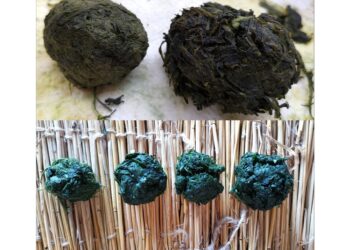 La ricerca apre nuove prospettive sulle popolazioni preistoriche