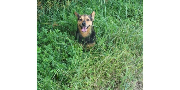 L'animale colpito nel terreno di famiglia a Cumiana