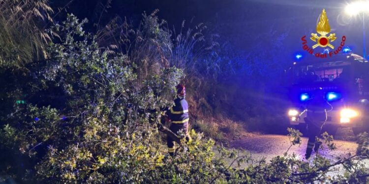 Numerose richieste soccorso per alberi e rami caduti in strada