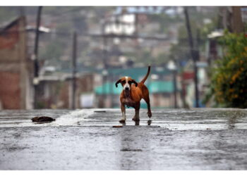 Le vittime provocate da un'inondazione nel dipartimento ovest