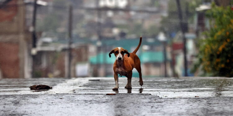 Le vittime provocate da un'inondazione nel dipartimento ovest