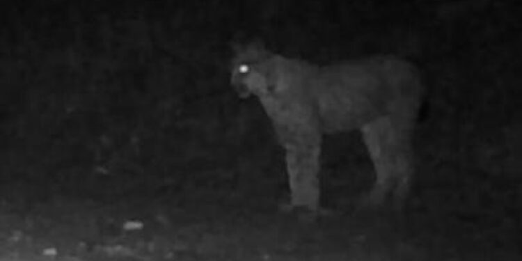 In corso attività di monitoraggio per identificare il felino