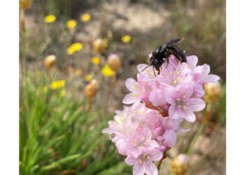 Ricerca degli entomologi dell'Università Roma Tre