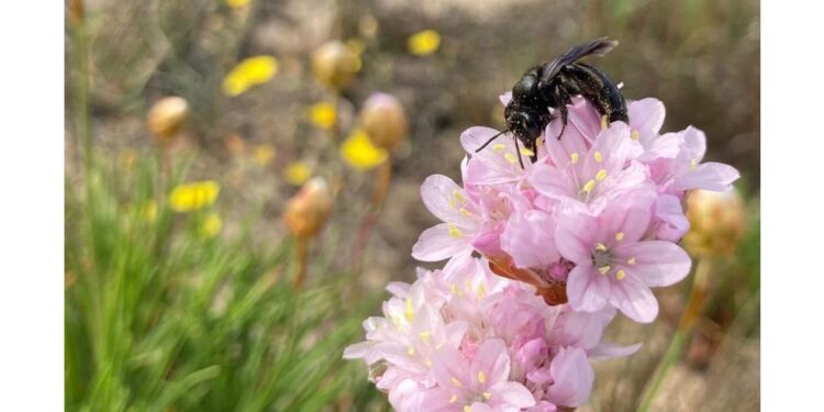 Ricerca degli entomologi dell'Università Roma Tre