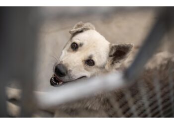 L'animale è precipitato dal terzo piano