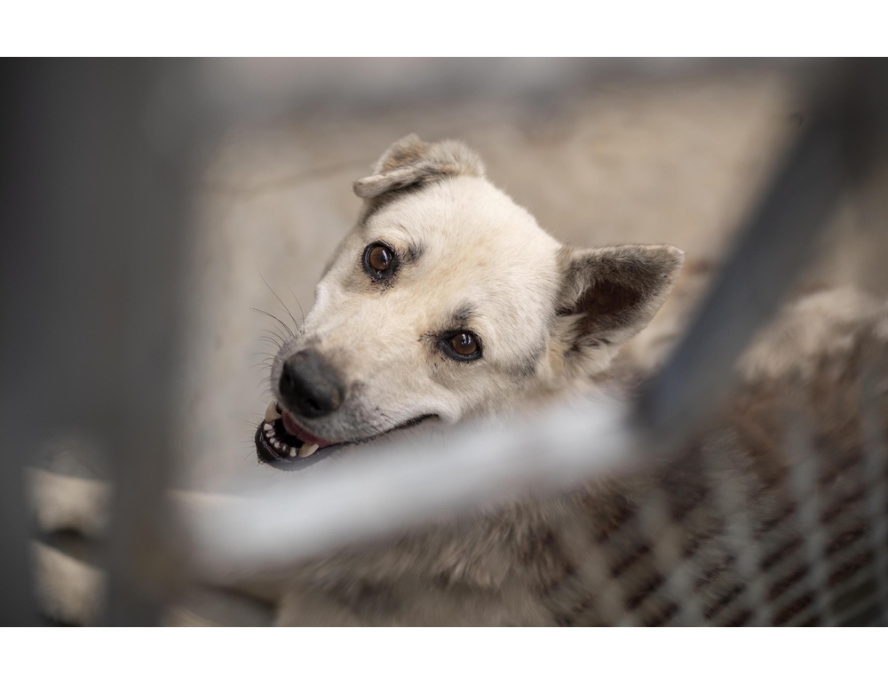 Abbandona cane sul balcone, che cade e muore, multa 5mila euro