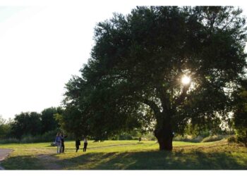 Masaf aggiorna Elenco ufficiale. Lollobrigida