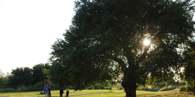 Masaf aggiorna Elenco ufficiale. Lollobrigida