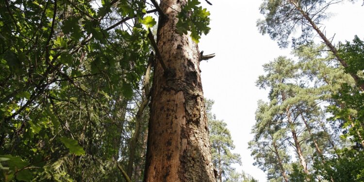 'Si insiste sull'istruzione