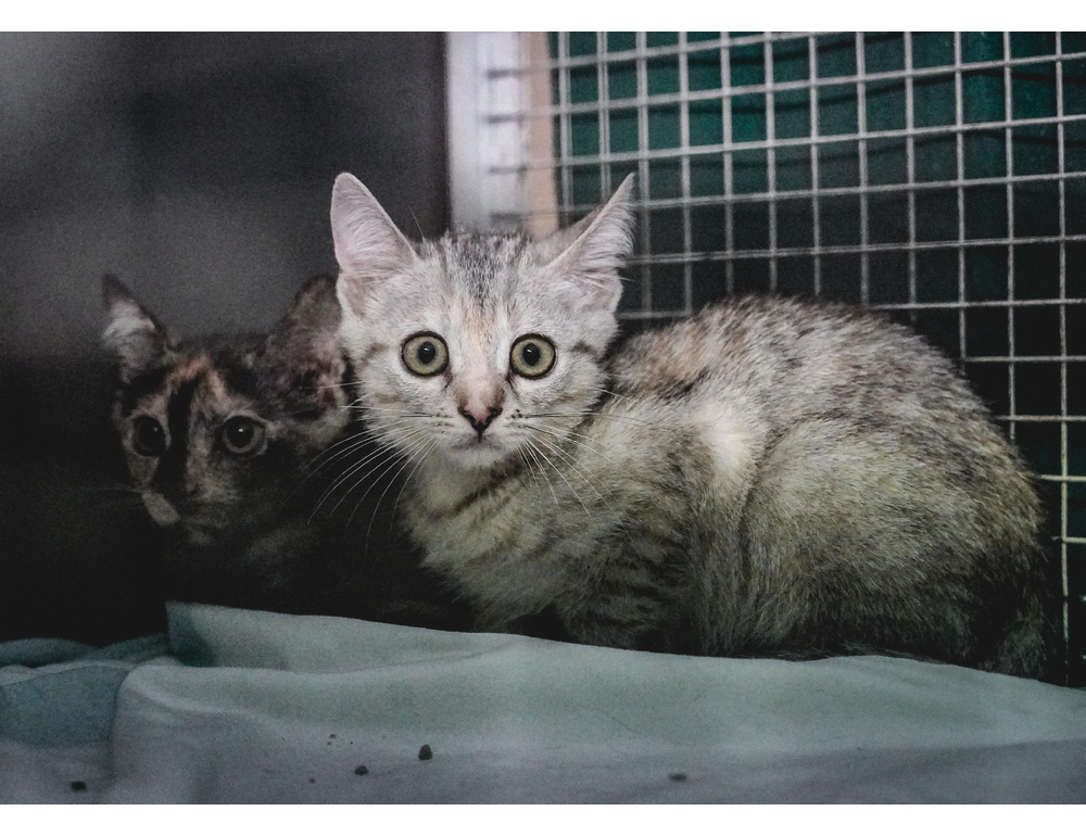 Bibliotecaria lascia 157mila euro agli amati gatti di Roma