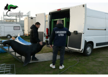 L'animale all'interno di un furgone parcheggiato in un piazzale