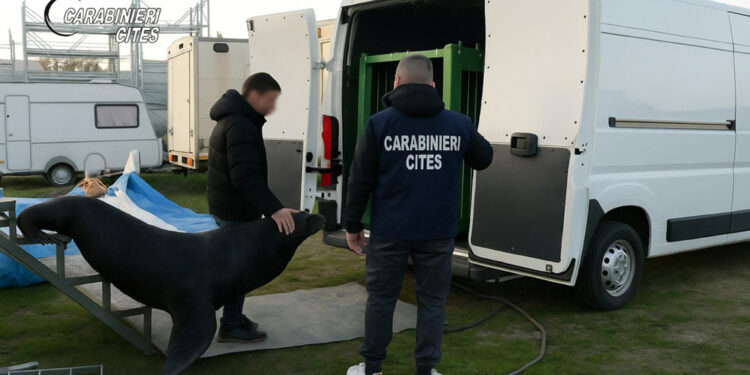 L'animale all'interno di un furgone parcheggiato in un piazzale