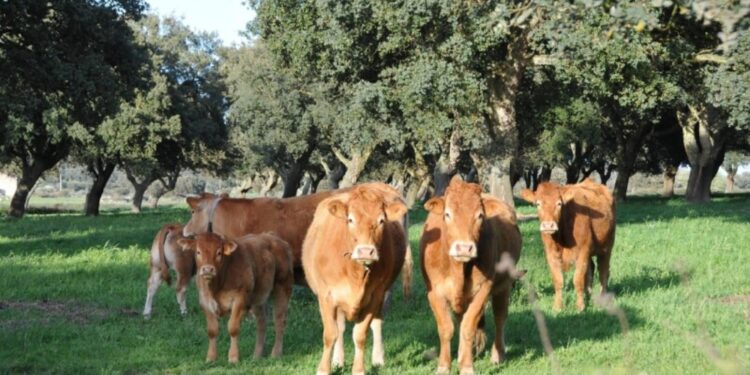 Ora pressing sulla Regione per via libera a movimentazione