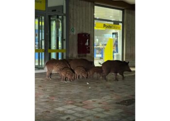 Cresce la preoccupazione dei cittadini per episodi ripetuti