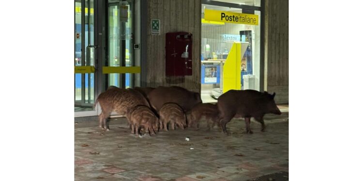 Cresce la preoccupazione dei cittadini per episodi ripetuti