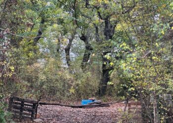Masciulli spiega che i minori faranno una serie di controlli