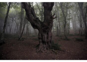 L'età è stimata tra i 25 e i 50 milioni di anni