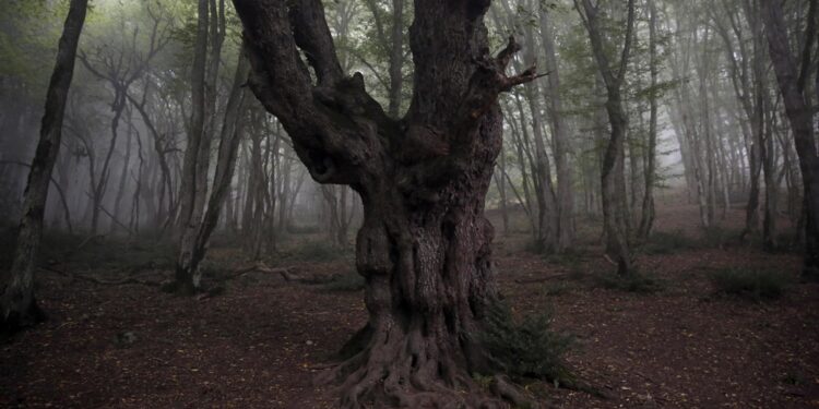 L'età è stimata tra i 25 e i 50 milioni di anni