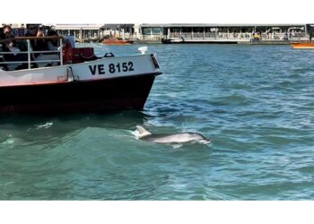 Perse le tracce di 'Mimmo' ai Giardini della Biennale
