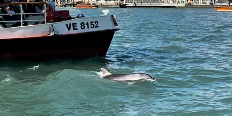 Perse le tracce di 'Mimmo' ai Giardini della Biennale