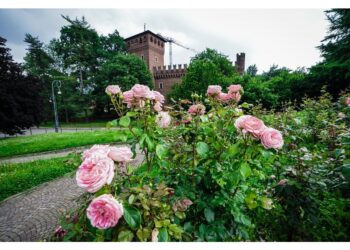 Uno studio dell'Università di Torino svela il 'luxury effect'