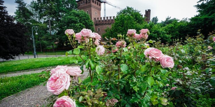 Uno studio dell'Università di Torino svela il 'luxury effect'