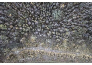 La prossima settimana la decisione sulla potestà genitoriale