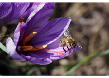 Nella regione dei Goldfields