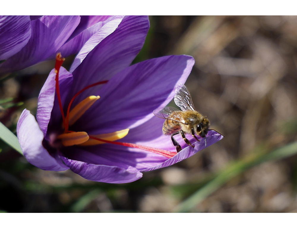 Scoperta in Australia ‘Lucifero’, nuova specie ape con le corna