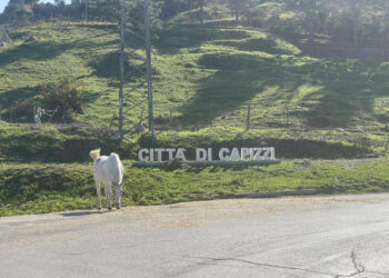 Gip di Enna convalida i fermi ed emette un'ordinanza cautelare