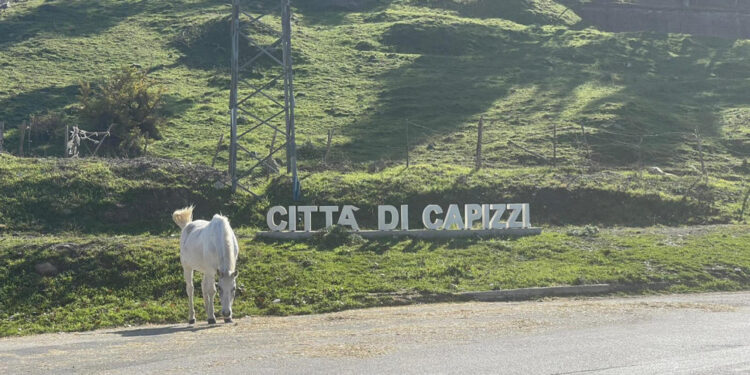 Gip di Enna convalida i fermi ed emette un'ordinanza cautelare